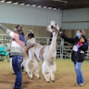 Meet your Posher, Young family llamas